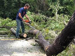 Best Tree Health Inspection  in Lillian, AL