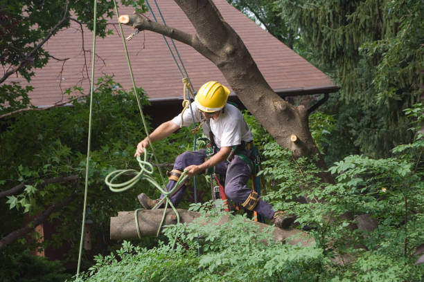 Best Storm Damage Tree Cleanup  in Lillian, AL