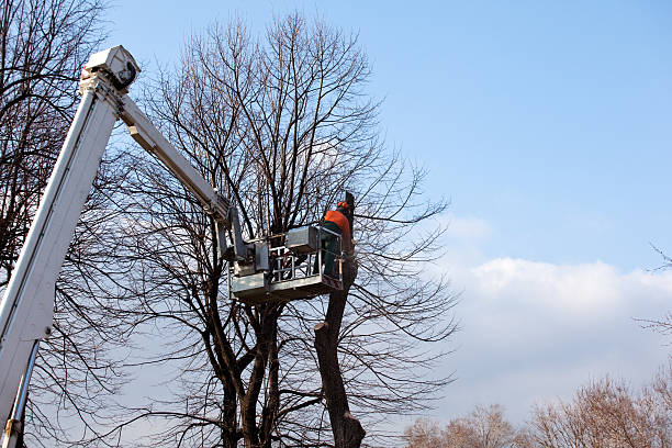  Lillian, AL Tree Care Pros